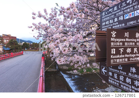 250422 中橋 Sakuraz148 250422 中橋 Sakuraz148 126717801