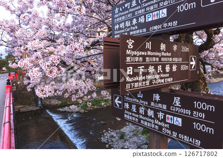 250422 Nakahashi Sakura z152 126717802