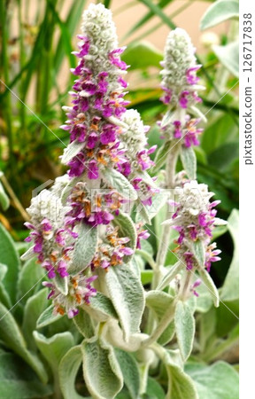 Lamb's ear pink flowers Lamb's ear pink flowers 126717838
