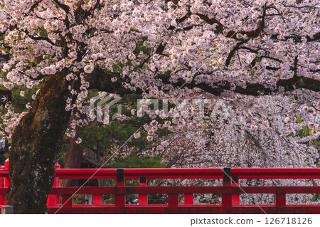 250422 中橋櫻 g178 126718126