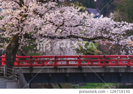 250422 Nakahashi Sakura g185 250422 Nakahashi Sakura g185 126718130