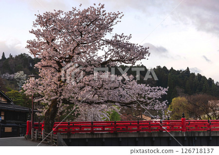 250422 Nakahashi Sakura z172 250422 Nakahashi Sakura z172 126718137