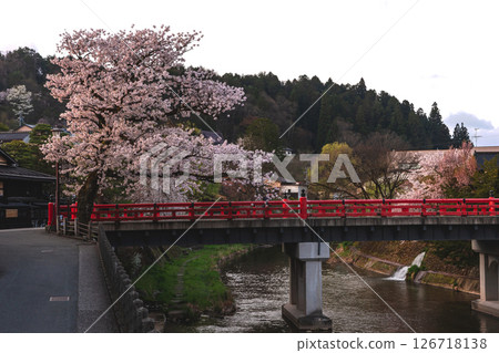 250422 Nakahashi Sakuraz174 126718138