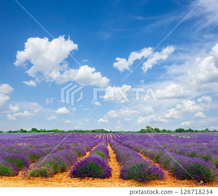 Blooming Lavender field 126718234