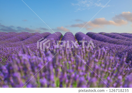 Blooming Lavender field 126718235