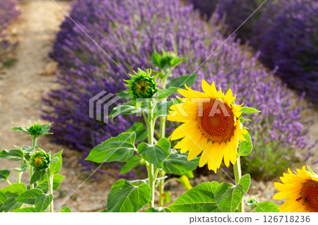 Sunflower and Lavender field 126718236