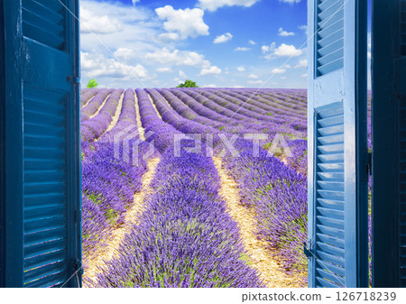 Window to lavender field 126718239