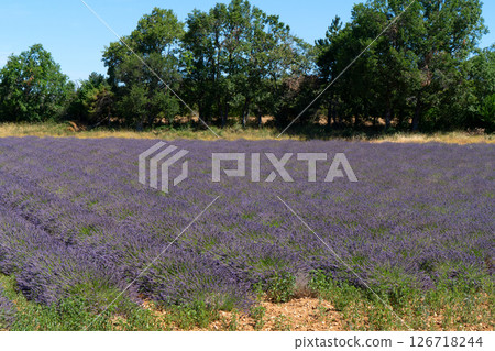 Lavender field at summer Lavender field at summer 126718244