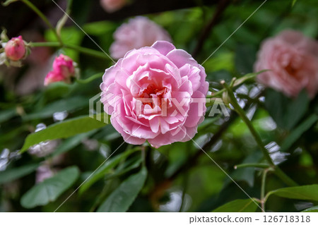 A beloved garden rose, the English rose is nearing full bloom. 126718318