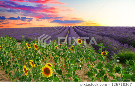 Sunflower and Lavender field 126718367