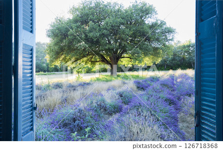 Window to lavender field 126718368