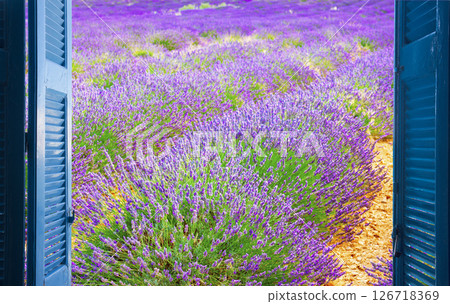 Window to lavender field 126718369