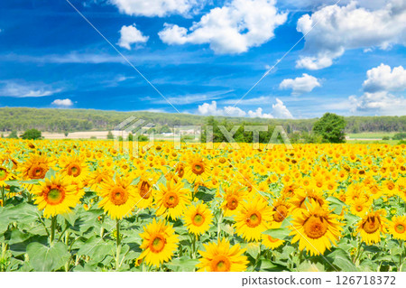 Field of sunflowers 126718372