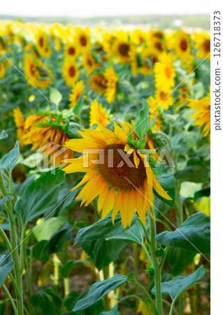 Field of sunflowers 126718373