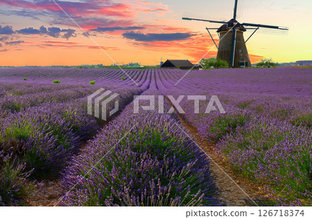 Lavender blooming field 126718374