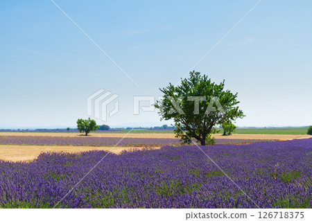 Lavender field and tree 126718375