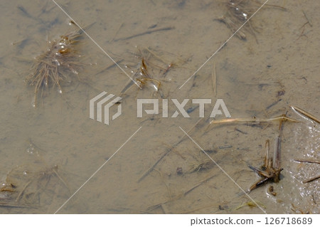 Paddy field Paddy field 126718689