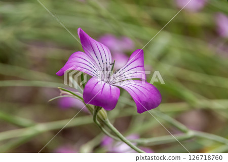 Agrostemma gitago, known as a wheat field weed in Europe Agrostemma gitago, known as a wheat field weed in Europe 126718760