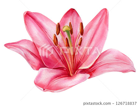 Lily Flower Watercolor Illustration, Botanical Clipart, Hand Painted Floral Element, Isolated Elegant Spring Bloom, Greeting Card Lily Flower Watercolor Illustration, Botanical Clipart, Hand Painted Floral Element, Isolated Elegant Spring Bloom, Greeting Card 126718837