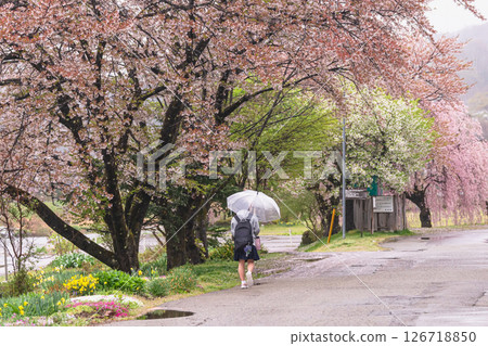 250423 Miyagawa Green Park Sakura g033 126718850