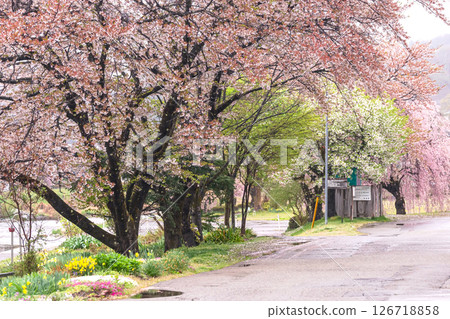 250423 Miyagawa Green Park Sakura g076 250423 Miyagawa Green Park Sakura g076 126718858