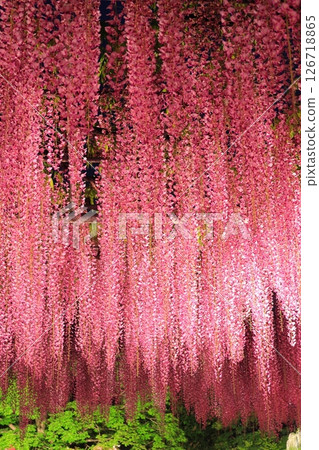 足利花園Ofuji和杜鵑花點亮了 足利花園Ofuji和杜鵑花點亮了 126718865
