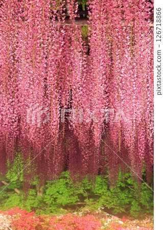 足利花園Ofuji和杜鵑花點亮了 126718866