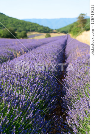Lavender field at summer Lavender field at summer 126719132