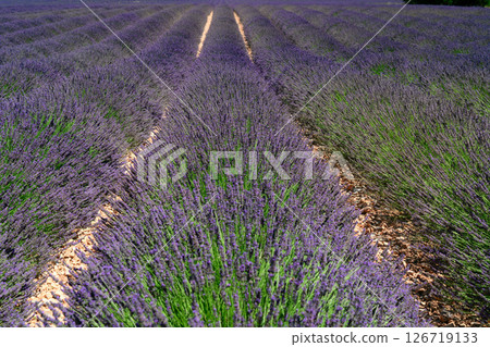Lavender field at summer Lavender field at summer 126719133