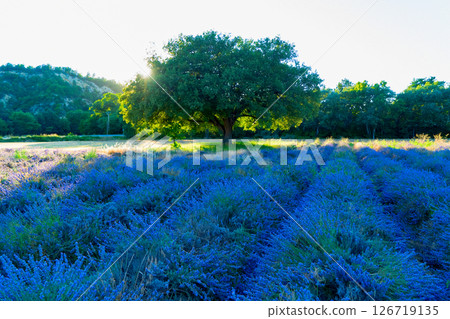 Lavender field at summer Lavender field at summer 126719135