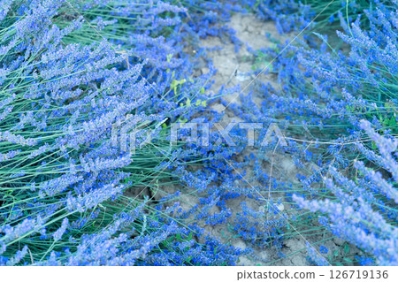 Lavender field at summer Lavender field at summer 126719136