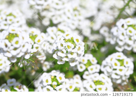 White garden shepherd's purse in full bloom (Sweet Alyssum) 126719173