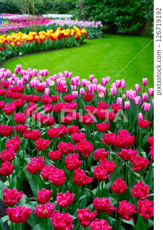Rows of tulip flowers Rows of tulip flowers 126719192