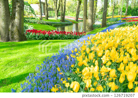 Rows of tulip flowers 126719207