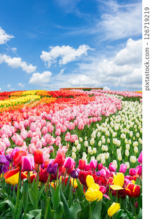 Dutch yellow tulip fields in sunny day 126719219