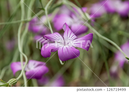 Agrostemma gitago, known as a wheat field weed in Europe 126719499