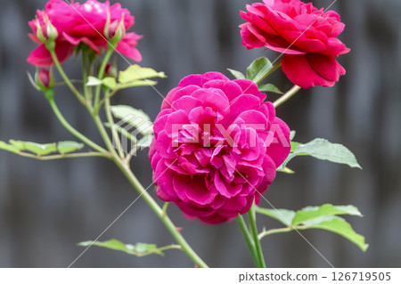 英國玫瑰是一種深受人們喜愛的花園玫瑰，即將盛開。 126719505