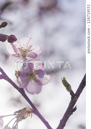 春天的河津櫻花花瓣，特寫，日本美麗的風景 126719551