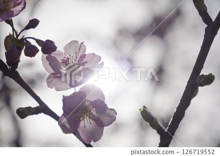 春天的河津櫻花花瓣，特寫，日本美麗的風景 126719552