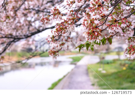 250423 Miyagawa Green Park Sakura G105 126719573