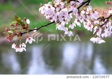 250423 Miyagawa Green Park Sakura G116 126719577