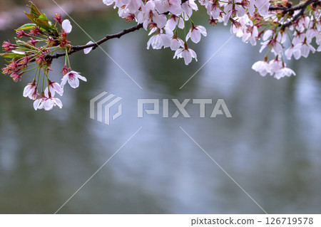 250423宮川綠園櫻花g123 126719578