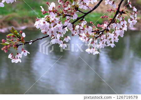 250423 Miyagawa Green Park Sakura G125 126719579