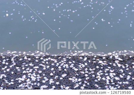 250423宮川綠園櫻花g128 250423宮川綠園櫻花g128 126719580