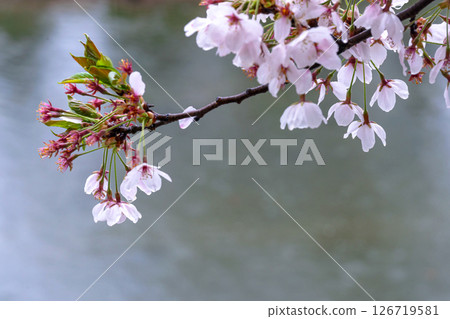 250423宮川綠園櫻花g154 126719581