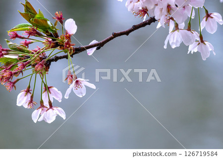 250423 Miyagawa Green Park Sakura g165 126719584