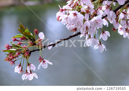 250423宮川綠園櫻花g167 126719585