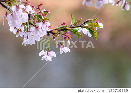 250423宮川綠園櫻花g185 250423宮川綠園櫻花g185 126719589