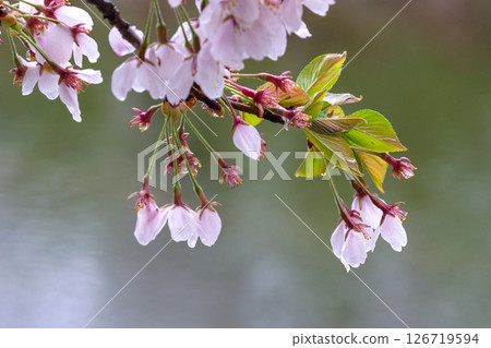 250423 Miyagawa Green Park Sakura g197 126719594