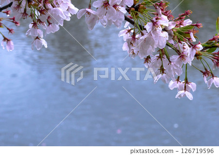 250423宮川綠園櫻花G200 250423宮川綠園櫻花G200 126719596